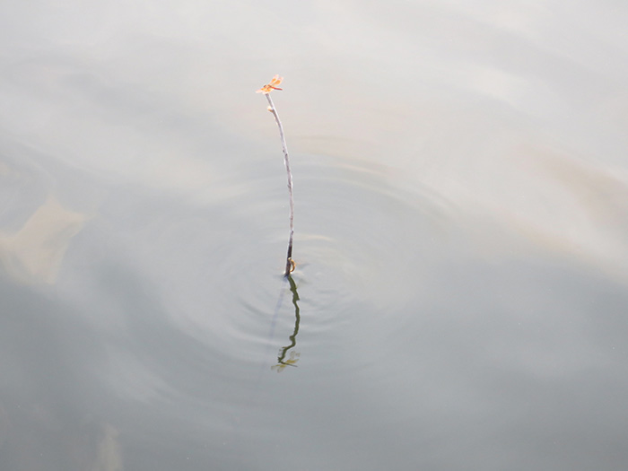 Eclectic image 10